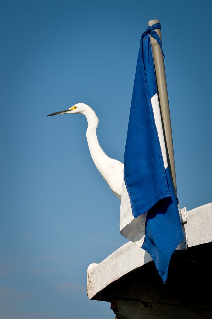 Proud Bird